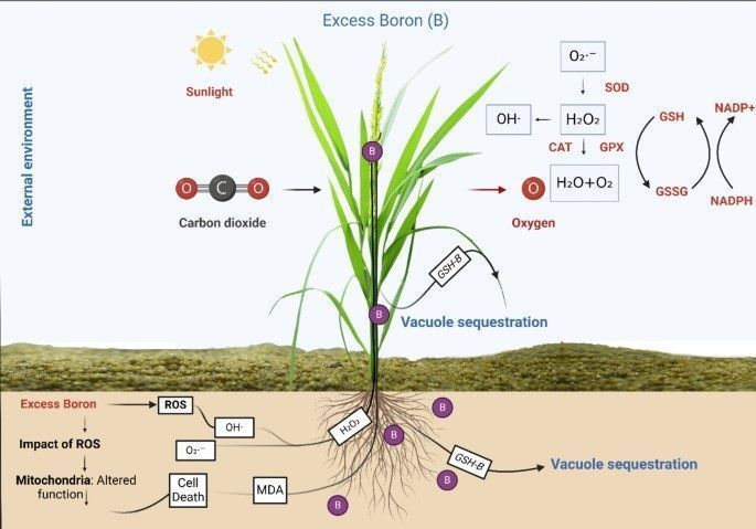 Plant Science (@sci_plant) on Twitter photo Boron toxicity in plants: understanding mechanisms and developing coping strategies; a review 
link.springer.com/article/10.100…).
#plantscience ♻️ Boron toxicity in plants: understanding mechanisms and developing coping strategies; a review 
link.springer.com/article/10.100…).
#plantscience ♻️