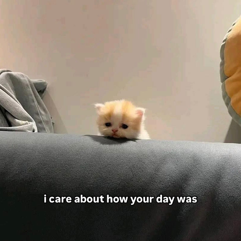 Catsillyness's tweet image. I care