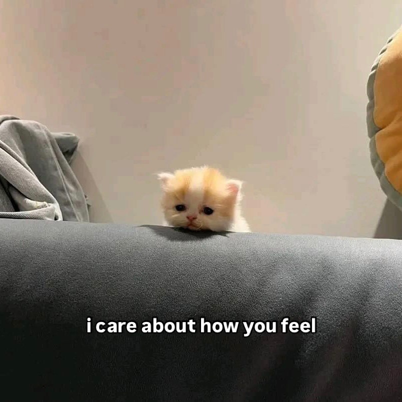 Catsillyness's tweet image. I care