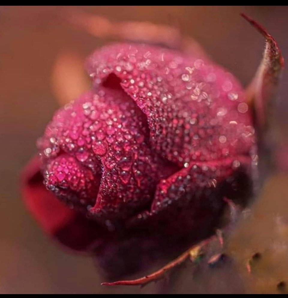 "ßilirsin, seven hep sevdiğini anlatır.
ßülbülün yüz hikâyesi varmış,
Hepsi de GüL üstüne.."
______________________🌹🌹
/Şems-i Tebrizî/ ♥️

✨