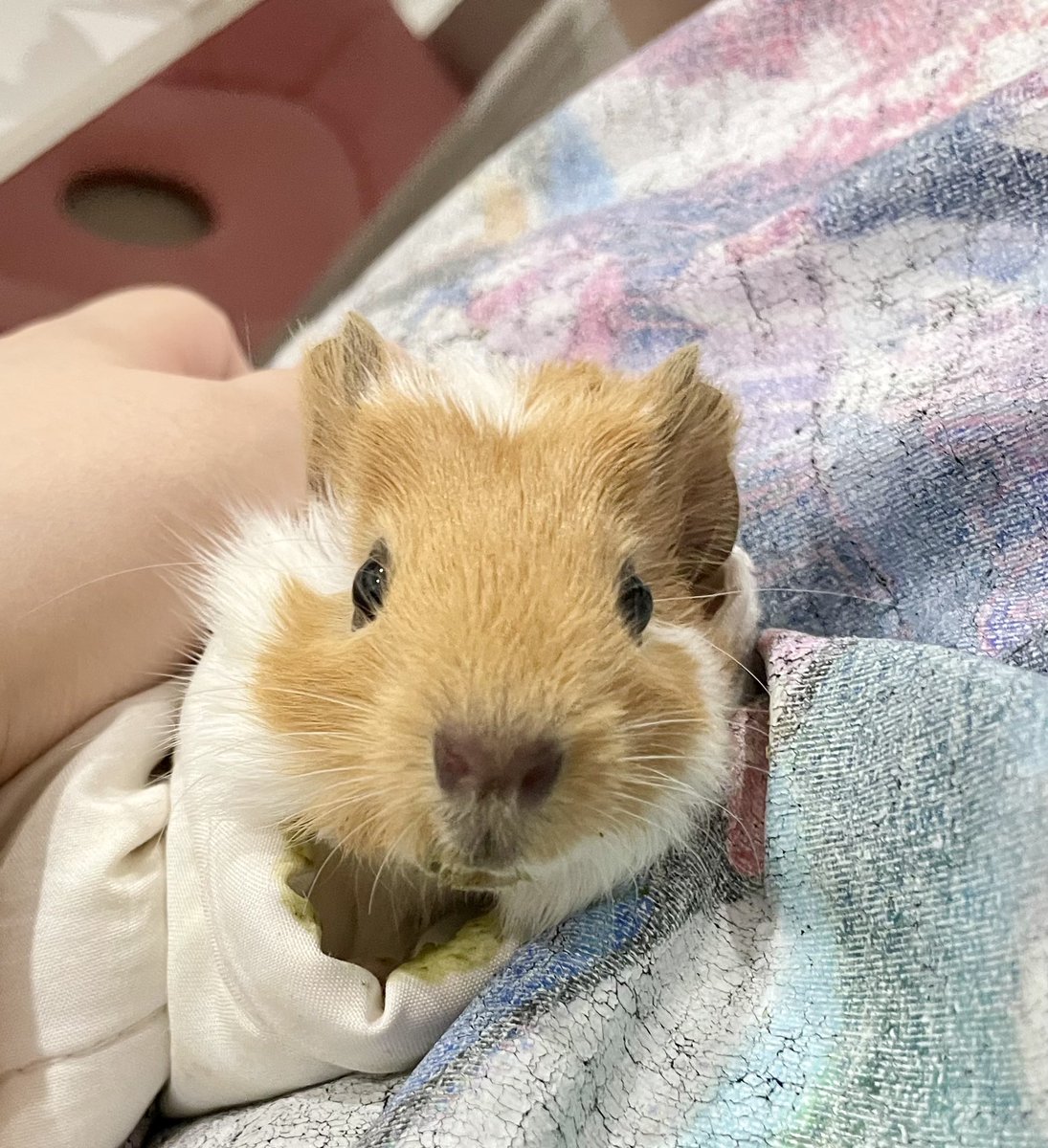 guineazimseung's tweet photo. 안농하세요 밤동이에요 https://t.co/nHhAuFZcPD