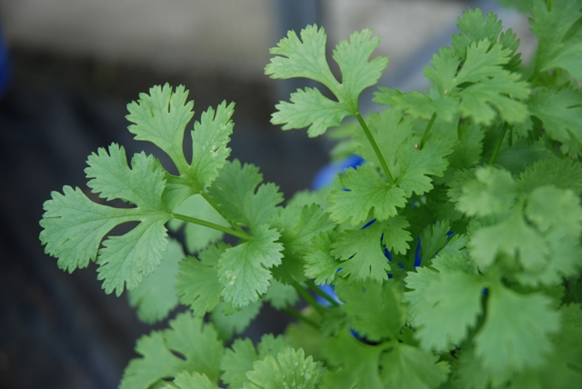 Jim Fouracre (@jimfouracre) on Twitter photo I'm recruiting for an SWBio funded PhD project <a href="/BristolBioSci/">University of Bristol Biological Sciences</a> investigating whether slowing plant development can improve herb/salad crop yields. Like microRNAs, coriander and Bristol? Get in touch! Details in the link below.
swbio.ac.uk/agriculture-an… I'm recruiting for an SWBio funded PhD project <a href="/BristolBioSci/">University of Bristol Biological Sciences</a> investigating whether slowing plant development can improve herb/salad crop yields. Like microRNAs, coriander and Bristol? Get in touch! Details in the link below.
swbio.ac.uk/agriculture-an…