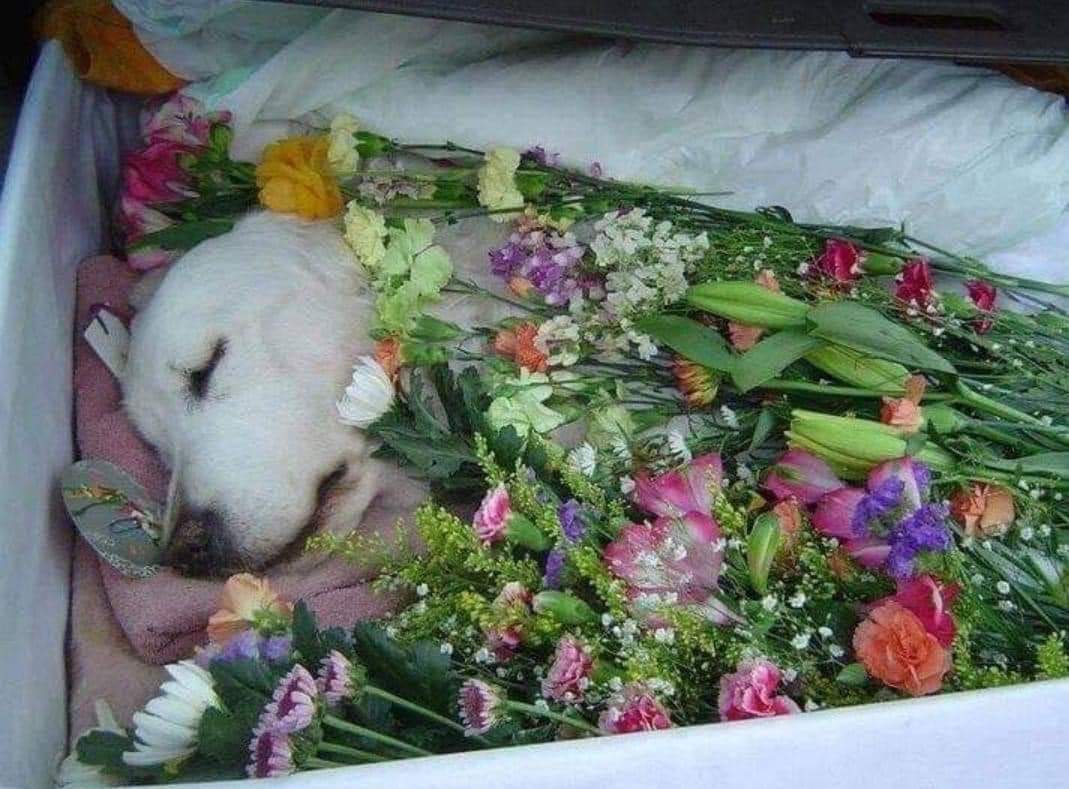 Marley left me yesterday - Please don't scroll without giving him some love and prayers!😢💔