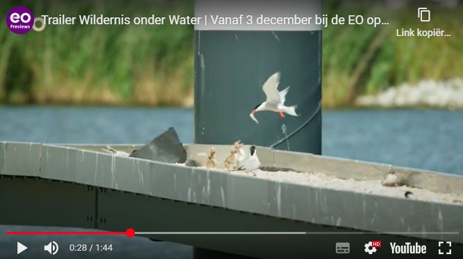 NPO 2 <a href="/EOnl/">EO</a> 'Wildernis onder water’ ... vanaf dinsdag 3 december te zien om 21.00! Ook over het A'damse stedelijk water: met z'n visdieven &amp; grachtennatuur <a href="/Houthavens/">Houthavens Amsterdam</a> @willemijnvdkolk @Stadsecoloog020 <a href="/owinleiden/">Onder water in Leiden 🤝🐟👍🦞🐢🦀</a> @WNAGV <a href="/Waternet/">Waternet</a> 
over.eo.nl/pers/neem-een-…