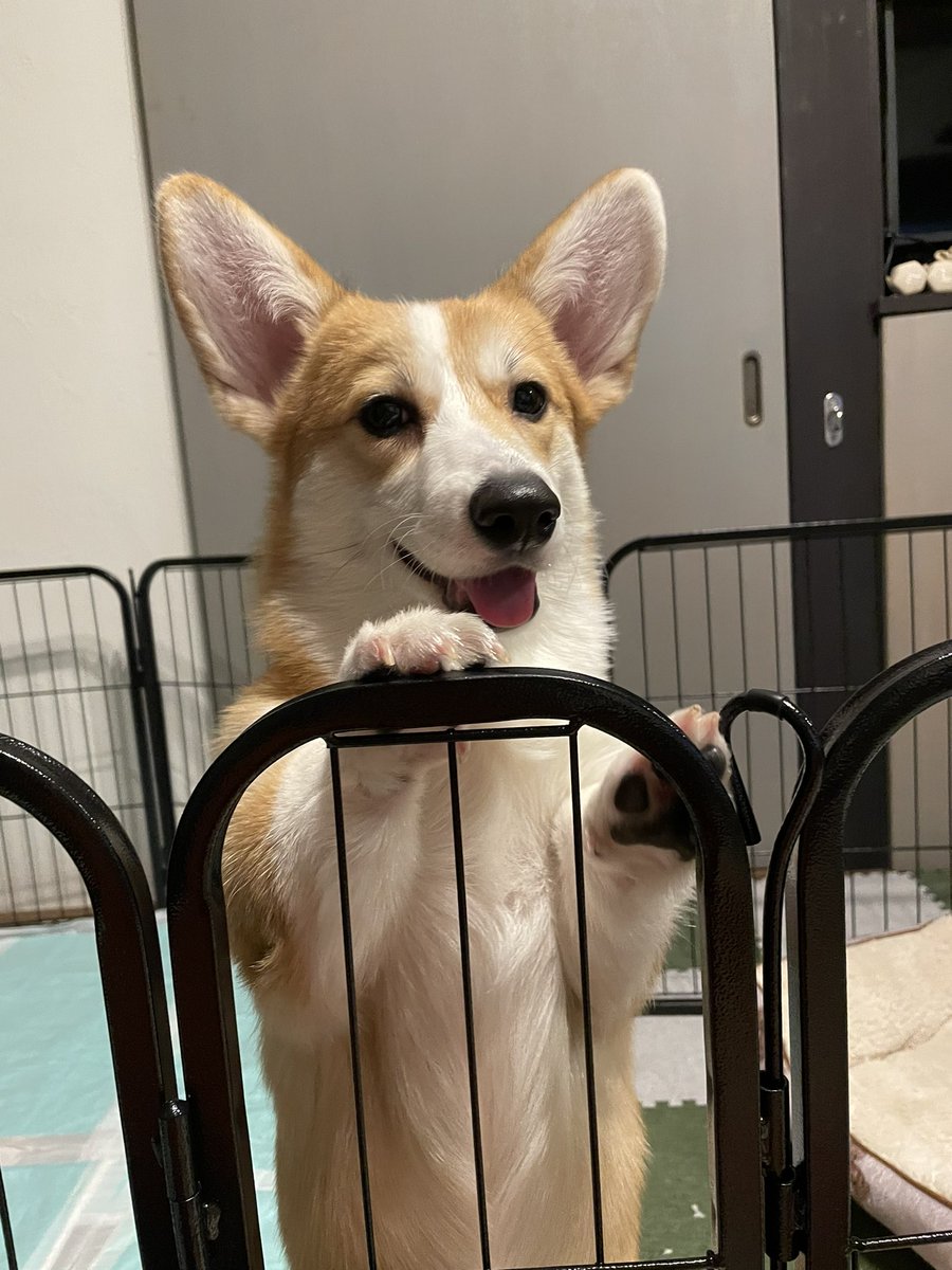 の*ん様 ☘️蕾付き☘️3394⭐️小輪⭐️スレートレッドクレオパトラ⭐️コンパ 2014 Allegro Allegro Red Series M-38QBA Freightliner 340hp Specs