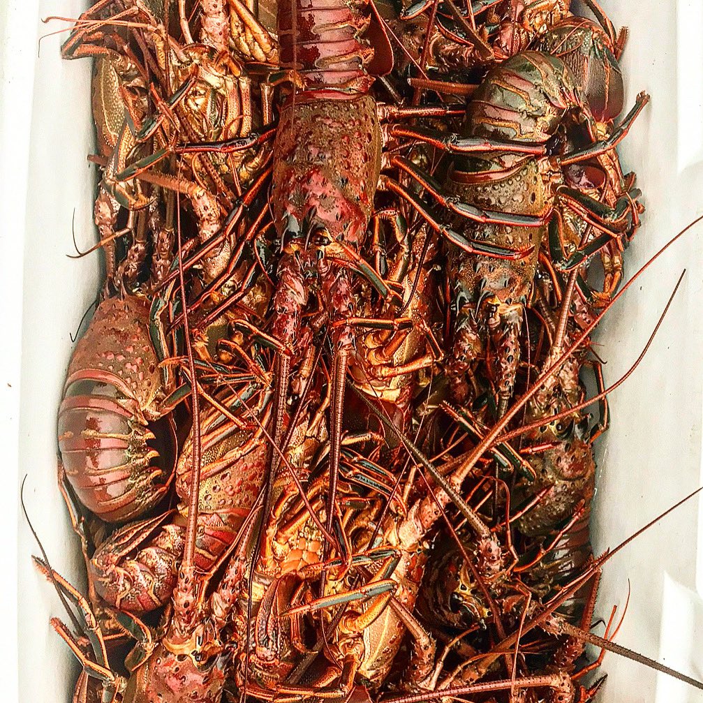 Sea Stephanie Fish tweet media