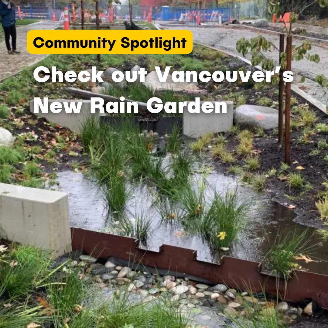 Community Highlight: The new St. George Rainway in Vancouver showcases how gardens can help cities manage flooding, reduce polluted runoff, and promote biodiversity. As climate change makes extreme rainfall more frequent, these gardens will take pressure off the sewer system.
