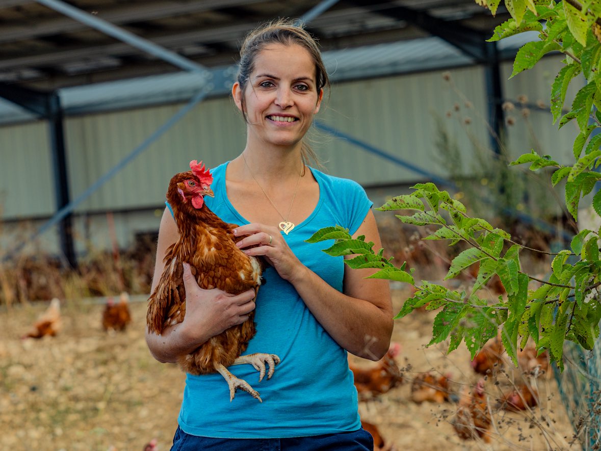 Nostalgie d’un été avec les 🐓 dehors, d’un espoir de sortir de cette crise sanitaire. 
Néanmoins nous en avons profité elles et moi, cet été.
Et bientôt, elles remettront les pattes en extérieur. À moi de finir mon projet : filet, auvent, #poules abritées. Pensée aux éleveurs.