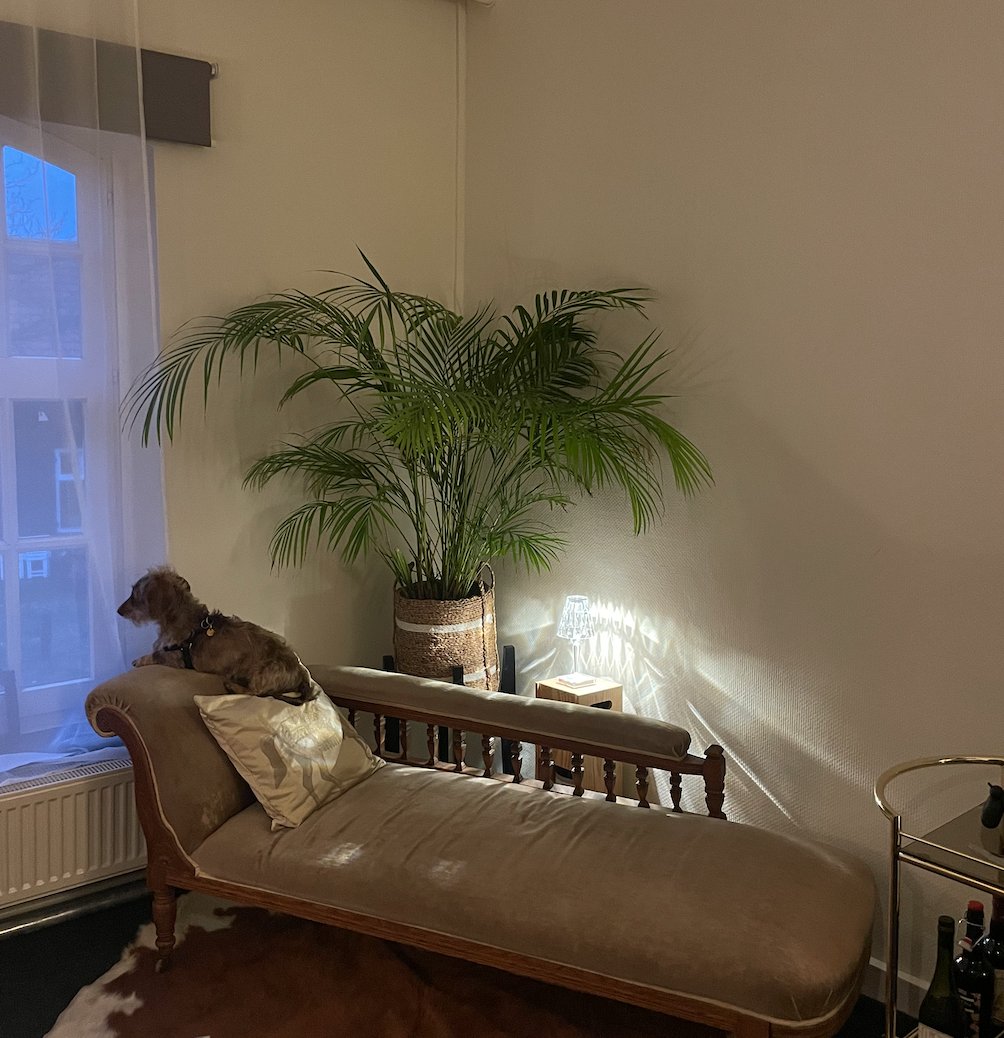 HermansMaria's tweet image. Kerstborrel 🍷 - mailchi.mp/36dad3a48144/k…