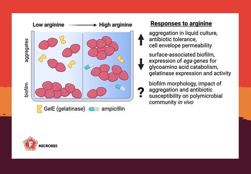 FEMS Microbes (@femsmicrobes) on Twitter photo Arginine metabolism in E. faecalis impacts its #biofilm formation and #AntibioticResistance 💊. This study from <a href="/jlewillett/">Julia Willett</a> lab shows how arginine alters E. faecalis physiology and may influence infections in the GI tract and oral cavity 🦷. #FEMSMicrobes
academic.oup.com/femsmicrobes/a… Arginine metabolism in E. faecalis impacts its #biofilm formation and #AntibioticResistance 💊. This study from <a href="/jlewillett/">Julia Willett</a> lab shows how arginine alters E. faecalis physiology and may influence infections in the GI tract and oral cavity 🦷. #FEMSMicrobes
academic.oup.com/femsmicrobes/a…