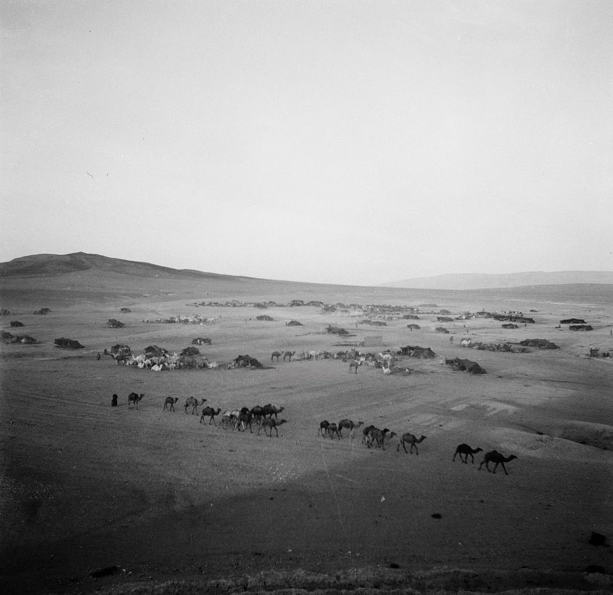 0a_rf's tweet image. 4- صور لمضارب #الرولة من #عنزة ولأول مرة تنشر 

تصویر جبرایل جبور / 1950-1961