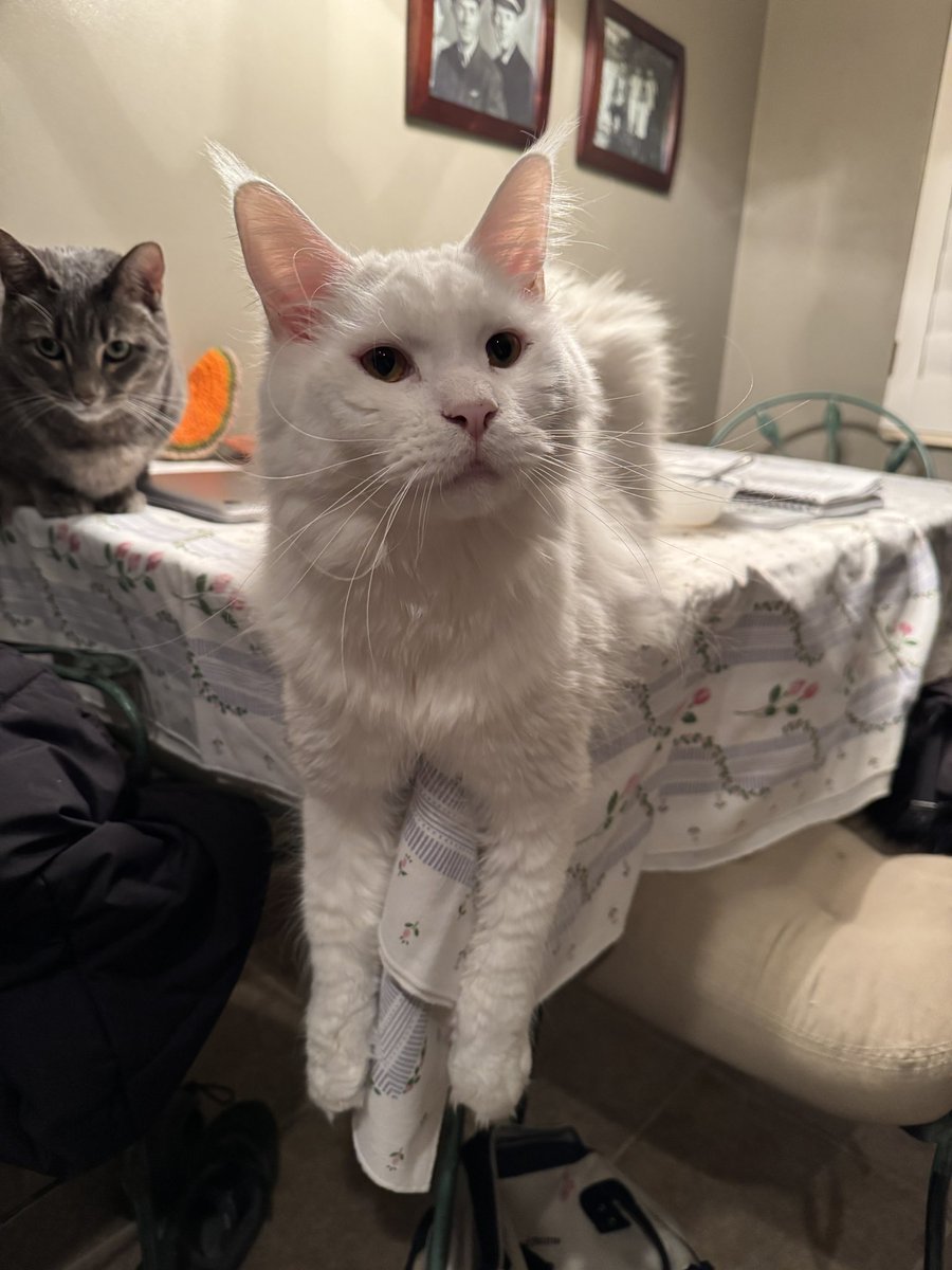 TweetsByBug's tweet image. everyone immediately stop what you’re doing and look at this