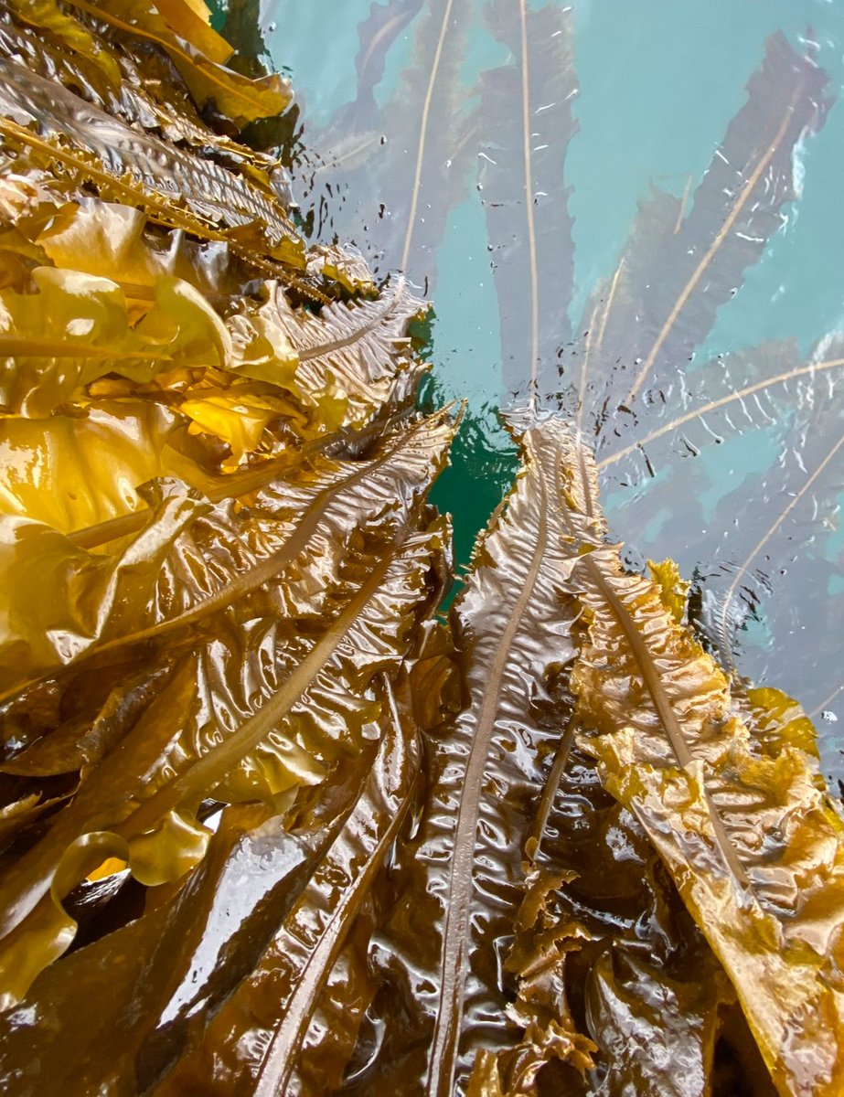 On #Seaweed: “They’re a prolific sponge – they soak up nitrogen, phosphorus, carbon and a lot of minerals, and so in this first pass at the content analysis, we got a certain set of signals around REEs and precious metals, like rhodium, palladium and scandium.” -Beau Perry