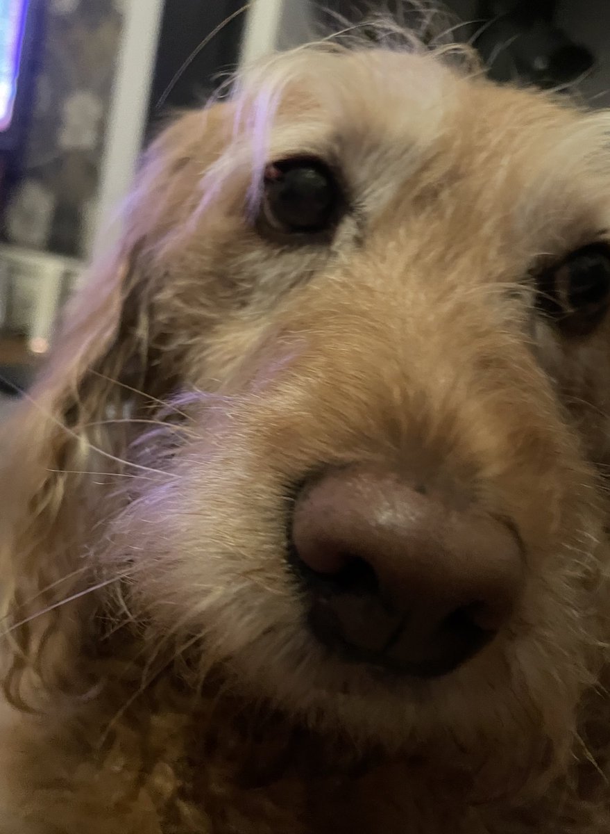 Hoomum sez this fatplorm isn’t what it woz…she sez she’s thinking bouts not being on here…I’m confuzzled…I don’t get peeps…send treaties sosidge &amp; chimkins 😍🐾 #dogsarebest