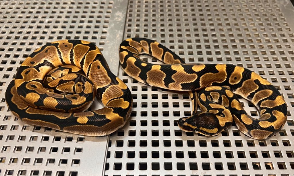 kiteretu0609ei1's tweet image. ONEお疲れ様でした。
@violetbp1 さんから導入
TigerDhet Axan DG ペアー
bananaBP Fire Fly batman♀
素晴らしい個体をありがとうございました♪bananaコンボの方は検証を兼ねてゆっくり探ります。
#ONE
#ballpythons