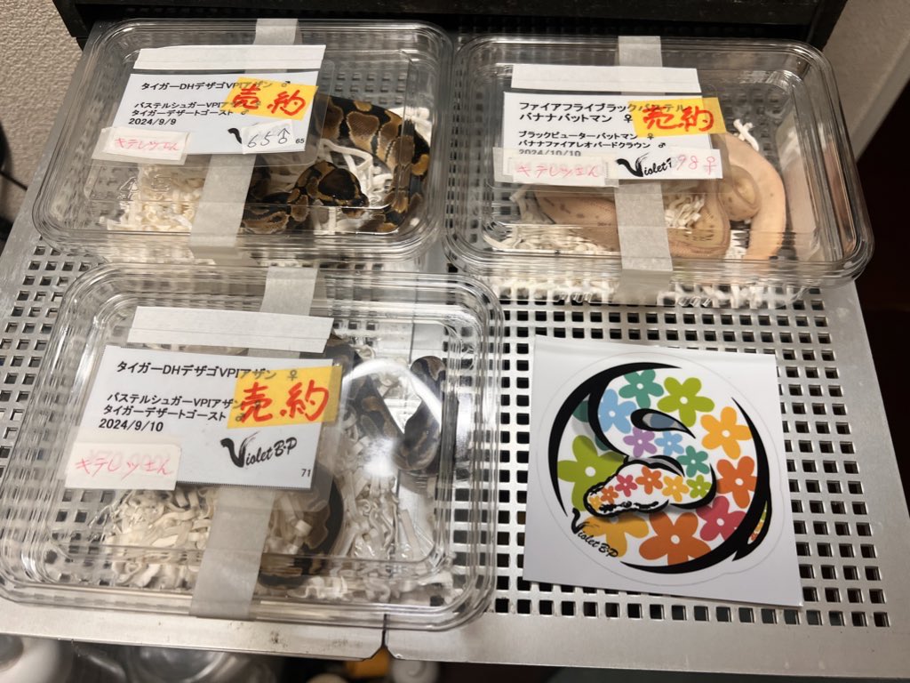 kiteretu0609ei1's tweet image. ONEお疲れ様でした。
@violetbp1 さんから導入
TigerDhet Axan DG ペアー
bananaBP Fire Fly batman♀
素晴らしい個体をありがとうございました♪bananaコンボの方は検証を兼ねてゆっくり探ります。
#ONE
#ballpythons