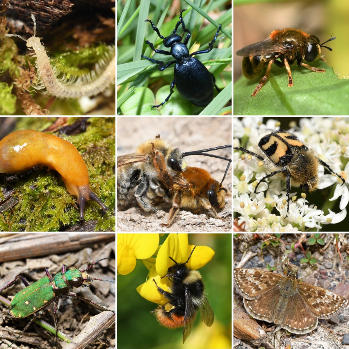 After almost a decade, its time to leave X/Twitter and move to <a href="/bluesky/">bluesky</a>. If you fancy giving me a follow on <a href="/bluesky/">bluesky</a>, my handle is liamolds.bsky.social. I'll leave you with just some of my favourite invertebrates, all photographed in my home region of South Wales.