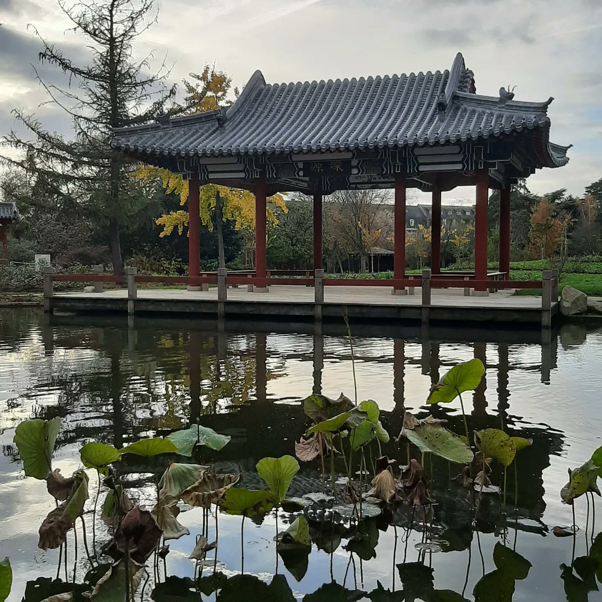 PascalBudor's tweet image. Jardin chinois dans le parc de Maurepas 
😎🌲🌳⛩ #rennes