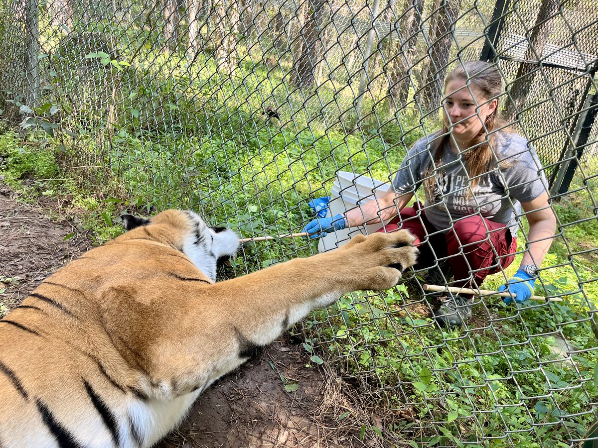 🐾 At Carolina Tiger Rescue, we use operant conditioning to build trust &amp; care for our animals. Through positive reinforcement (like treats &amp; praise), they voluntarily participate in health checks &amp; enrichment. It’s stress-free, engaging, and always their choice! 💛 #AnimalCare