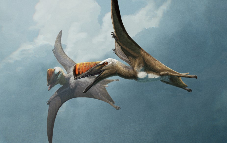 Dr Dave Hone (@dave_hone) on Twitter photo Announcing a new and very exciting pterosaur: Skiphosoura bavarica. This animal is an important key in understanding pterosaur evolution and here's here in all it's glory: cell.com/current-biolog…
artwork by <a href="/SerpenIllus/">Gabriel N. U.</a> Announcing a new and very exciting pterosaur: Skiphosoura bavarica. This animal is an important key in understanding pterosaur evolution and here's here in all it's glory: cell.com/current-biolog…
artwork by <a href="/SerpenIllus/">Gabriel N. U.</a>