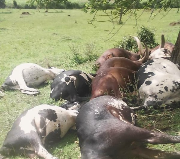 Agriculture Insider tweet media