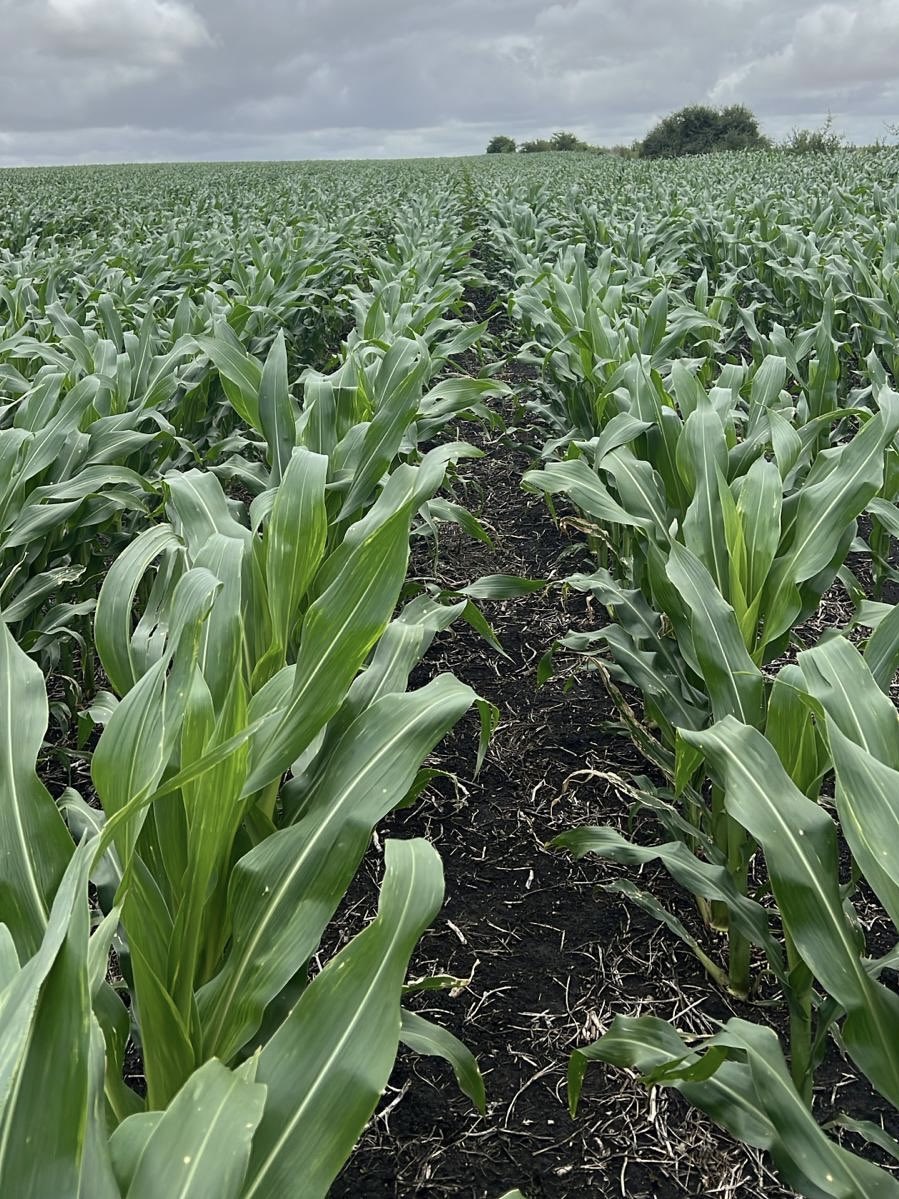 NutriAvanza tweet media