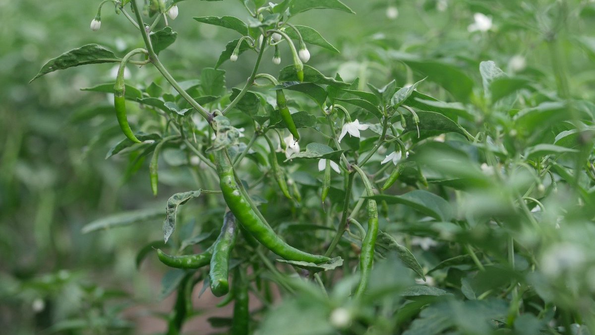 Agriculture Insider tweet media