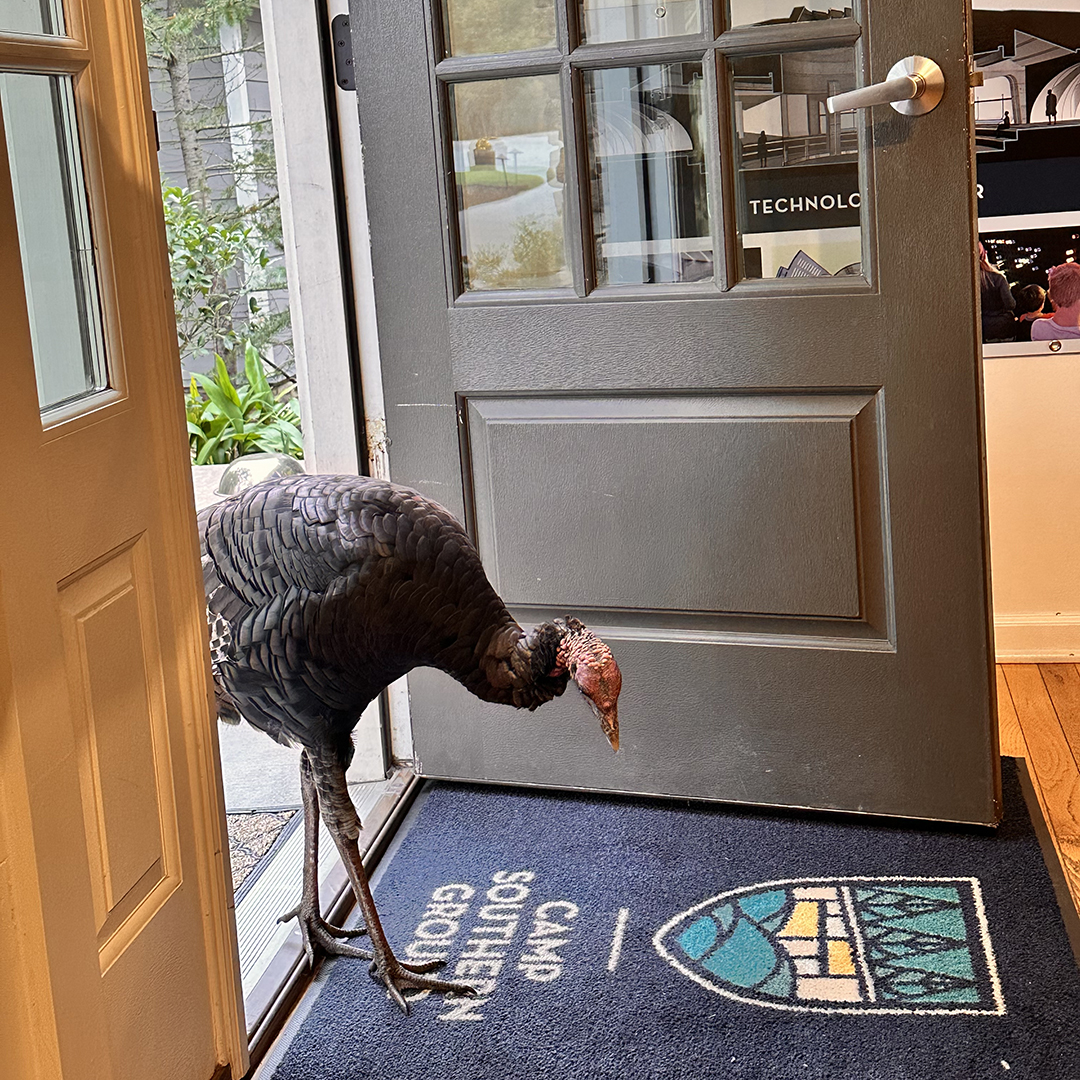 Camp Southern Ground (@campsoutherngrd) on Twitter photo If you’ve been to <a href="/campsoutherngrd/">Camp Southern Ground</a> lately, you’ve likely met our newest team member, Andy! This inquisitive young fella will eventually join the rest of the wild turkeys on campus, but for now, he’s busy making everyone’s day a little brighter. 🤩🦃✨ If you’ve been to <a href="/campsoutherngrd/">Camp Southern Ground</a> lately, you’ve likely met our newest team member, Andy! This inquisitive young fella will eventually join the rest of the wild turkeys on campus, but for now, he’s busy making everyone’s day a little brighter. 🤩🦃✨