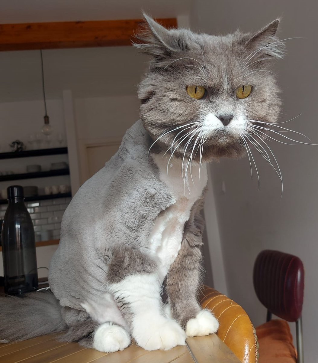 sharktails tweet media