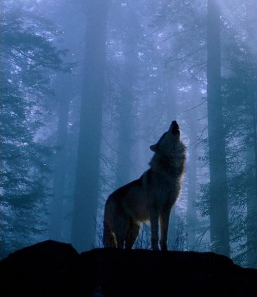 hope_7vv's tweet image. Life does not give free lessons to anyone, so when I say that life taught me, be sure that I paid the price🐺🐺🐺