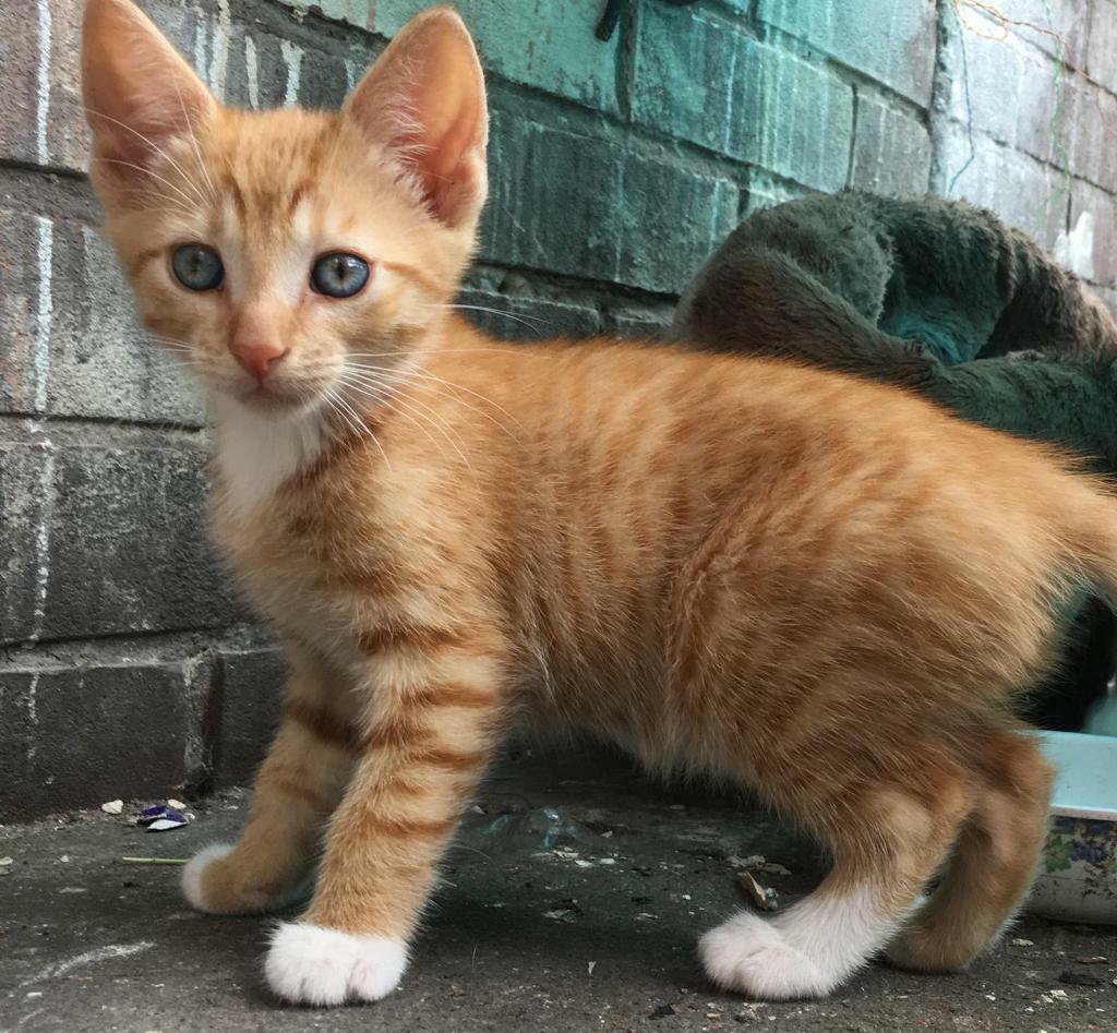 NotablePets tweet media