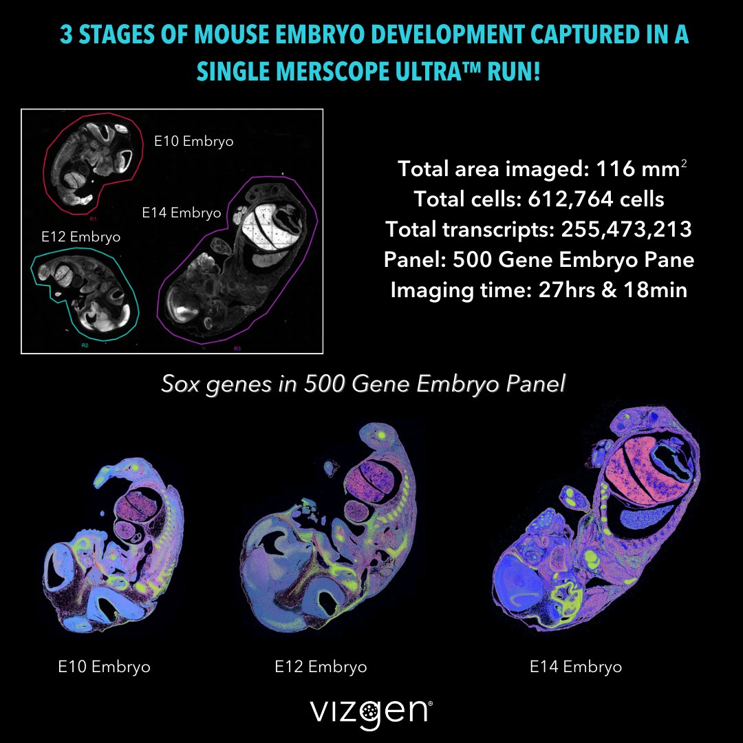 With MERSCOPE Ultra™, now analyze 3 whole mouse embryos on a single slide, eliminating batch effects &amp; experimental variation for reliable, consistent results. 

Explore complex biology at unprecedented detail with seamless data.

🔗 Learn more: hubs.ly/Q02YwGGq0
