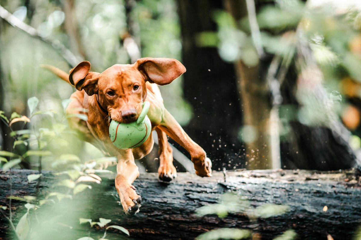 Dettsforpets's tweet image. Vizslas can reach speeds of about 40 mph (64 km/h) and are known for their energy, agility, and natural hunting ability. 

#Vizslas #FastDogs #EnergeticPups #AgileDogs #HuntingDogs #DogSpeed #ActiveDogs #AffectionatePups #DogAgility #DogLovers #PetCompanions #DettsForPets