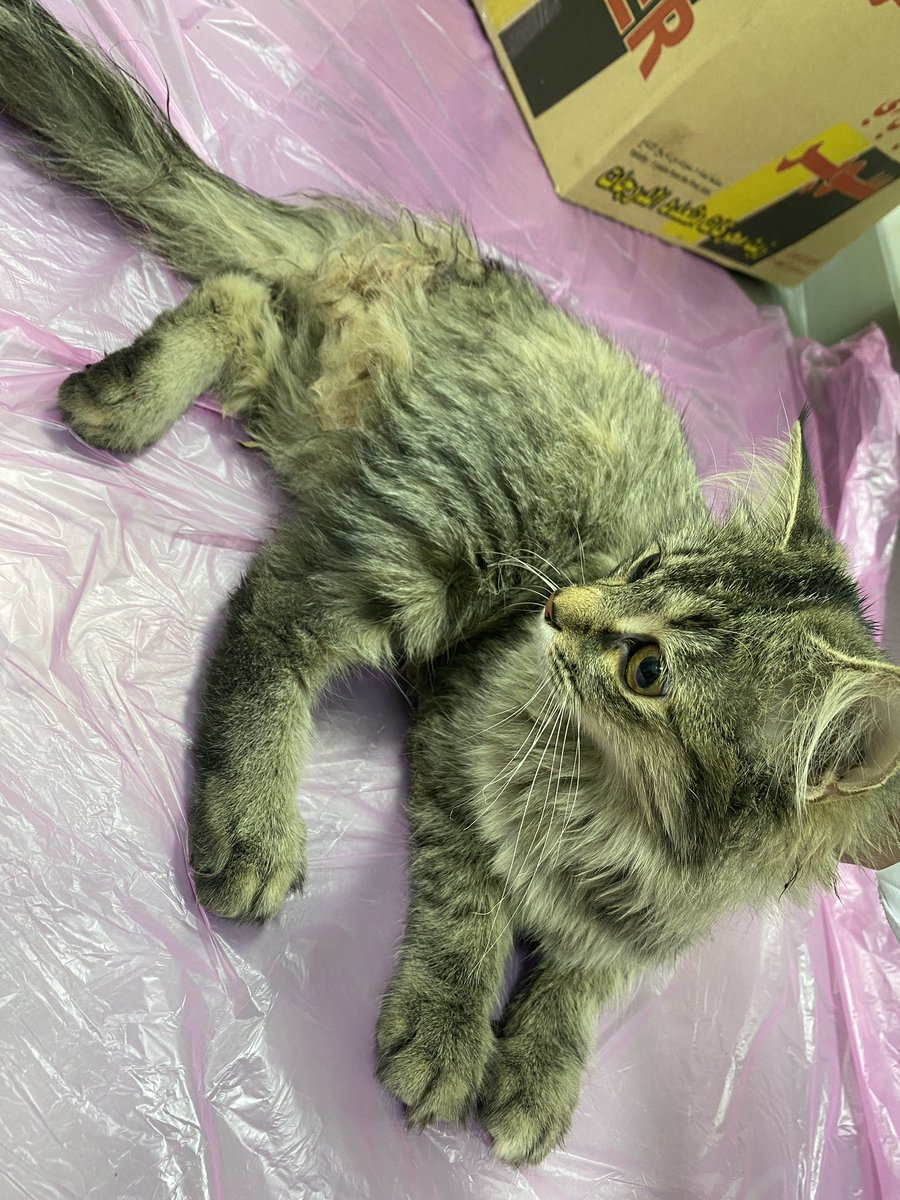 الملك ليو tweet media