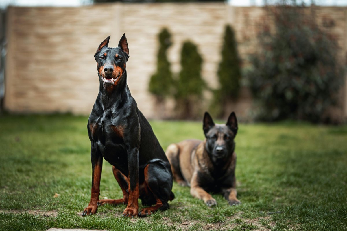Dettsforpets's tweet image. Doberman Pinschers can run at speeds of around 32 mph (51 km/h), combining power, speed, and endurance. 
#Doberman #FastDogs #DogSpeed #AgileDogs #ProtectiveDogs #LoyalCompanions #DogTraining #ObedientDogs #WorkingDogs #StrongDogs #SleekDogs #PowerfulPups #DogBreeds #DettsForPets