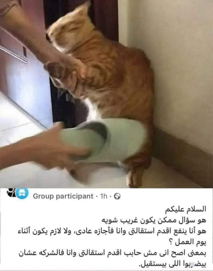 Arab Memes (@arabmemesss) on Twitter photo 