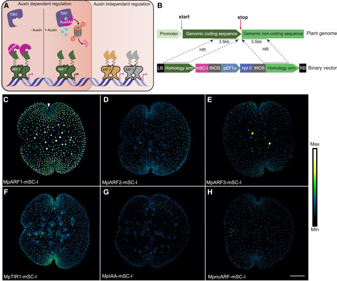 Cell Press (@cellpressnews) on Twitter photo Quantitative imaging reveals the role of MpARF proteasomal degradation during gemma germination by Shubhajit Das at <a href="/ISTAustria/">ISTAustria</a> et al.
hubs.li/Q02XVWZC0
November featured research article from #PlantCommunications
<a href="/MPlantPCom/">Molecular Plant & Plant Communications</a> #plantsciences Quantitative imaging reveals the role of MpARF proteasomal degradation during gemma germination by Shubhajit Das at <a href="/ISTAustria/">ISTAustria</a> et al.
hubs.li/Q02XVWZC0
November featured research article from #PlantCommunications
<a href="/MPlantPCom/">Molecular Plant & Plant Communications</a> #plantsciences