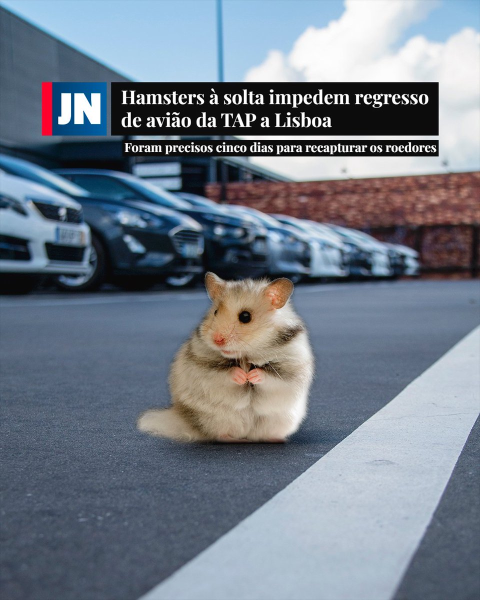 Olá, <a href="/tapairportugal/">Claim Department Tap Air Portugal</a>. Têm a certeza que os apanharam a todos? 🤔🐹