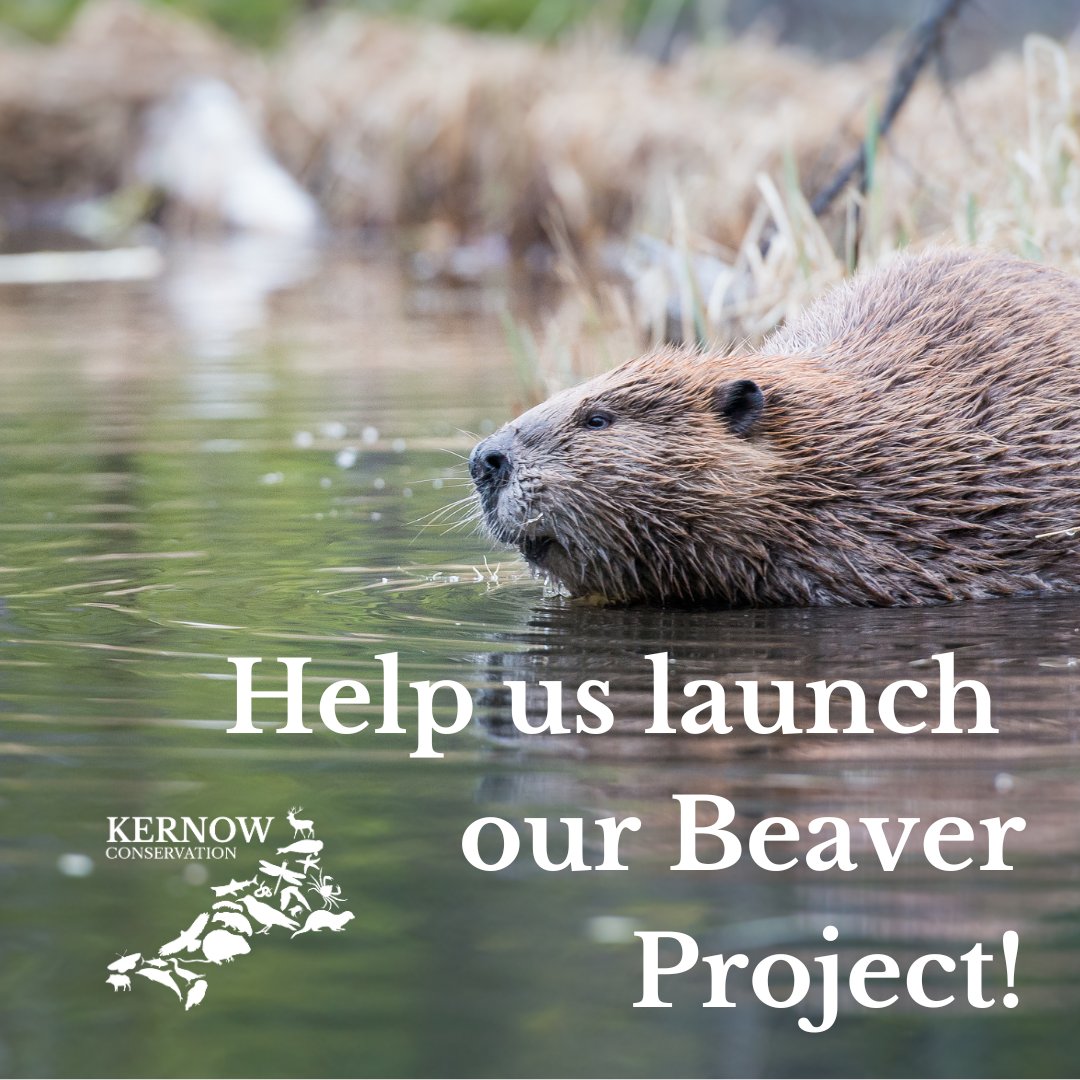 HUGE thanks to everyone that has DONATED or SHARED our posts! 

HELP US OUT by donating and/or liking/reposting/commenting on this post!  

Donations MATCHED UP TO £250 by the Aviva Community Fund!

Full details here:  avivacommunityfund.co.uk/p/kernow-con?u…