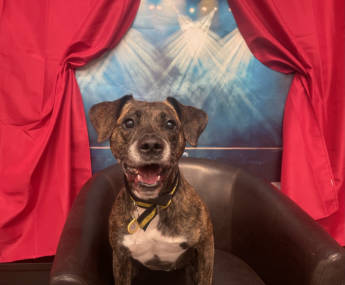 Come along to our 'An Evening with...Annabelle' event at our centre TOMORROW, 19th November between 6-7pm to learn all about her! ❤️

She can't wait to say hello to you all and show you what a star she really is!⭐
Find out about her here: bit.ly/3CVvTCC 

<a href="/DogsTrust/">Dogs Trust 💛🐶</a> 🥰