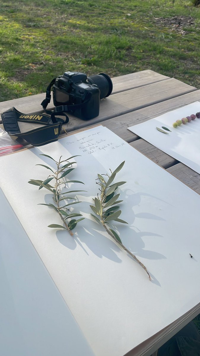 Hojiblanca, Picual, Arbequina, Manzanilla… Hundreds of olive varieties in #Spain. Beyond the names: diverse cultivation, tradition meets cutting-edge tech—a testament to human ingenuity.
Learning continues in Sevilla with <a href="/EntangleDestiny/">Entangled Destiny</a> <a href="/efimedfacility/">EFI Mediterranean Facility</a>.