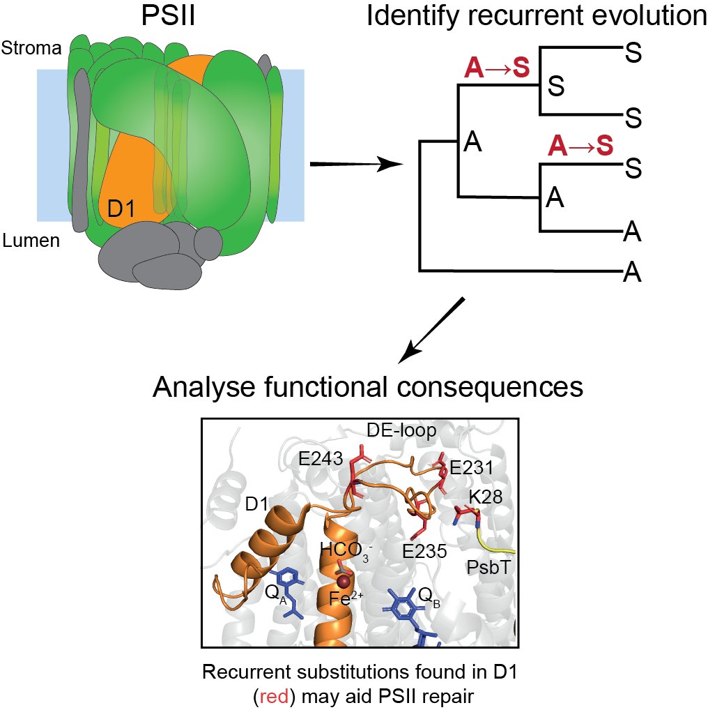 Steve Kelly (@steve__kelly) on Twitter photo Incredible work from <a href="/Lizzie__Robbins/">Elizabeth Robbins</a>
The photosystems turn light into life 🌱
We uncover an expansive landscape of adaptive evolution in plant photosystems & reveal how they have been repeatedly evolving to improve their capacity for repair đź”§
doi.org/10.1093/plcell… Incredible work from <a href="/Lizzie__Robbins/">Elizabeth Robbins</a>
The photosystems turn light into life 🌱
We uncover an expansive landscape of adaptive evolution in plant photosystems & reveal how they have been repeatedly evolving to improve their capacity for repair đź”§
doi.org/10.1093/plcell…