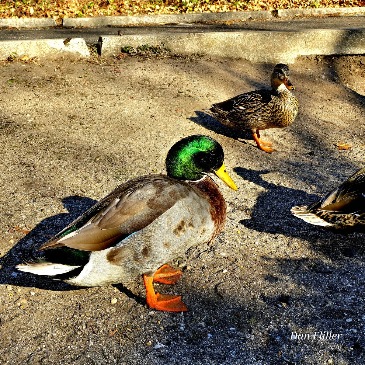 Is it really #MallardMonday ?