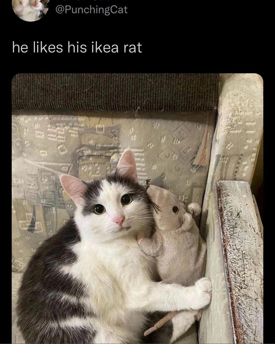 He likes his ikea rat