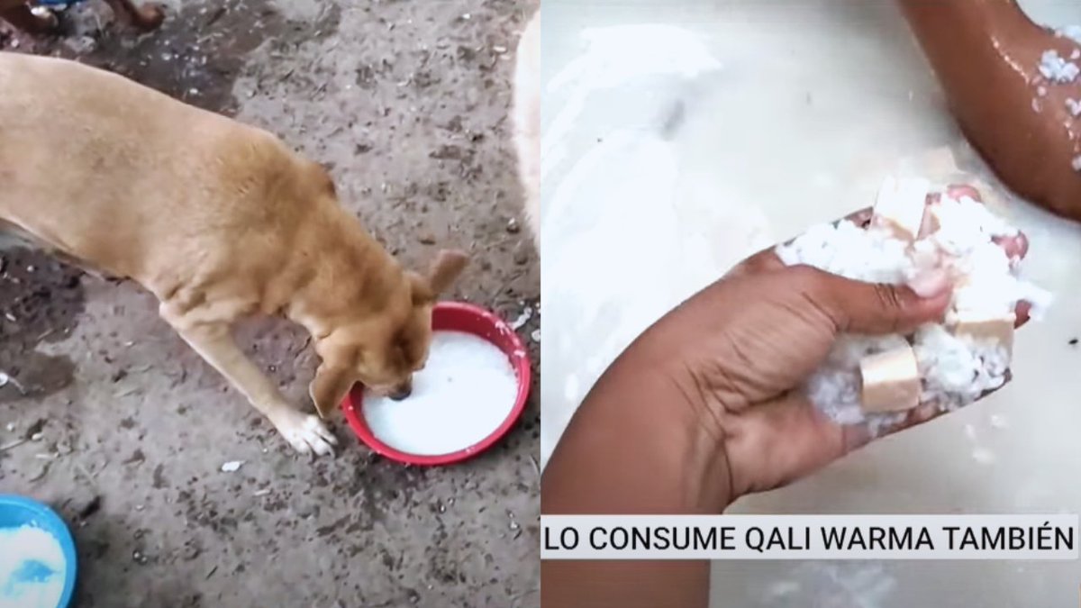 saludconlupa's tweet photo. 🚨Las conservas de carne que #QaliWarma compró para miles de escolares se usaron también para alimentar a perros de un albergue de La Libertad. Ante el escándalo, el @MidisPeru improvisa medidas que alteran las compras de alimentos de 2025 ¿Cómo afectará a 4 millones de niños?🧵 https://t.co/nLsgbYyjoz