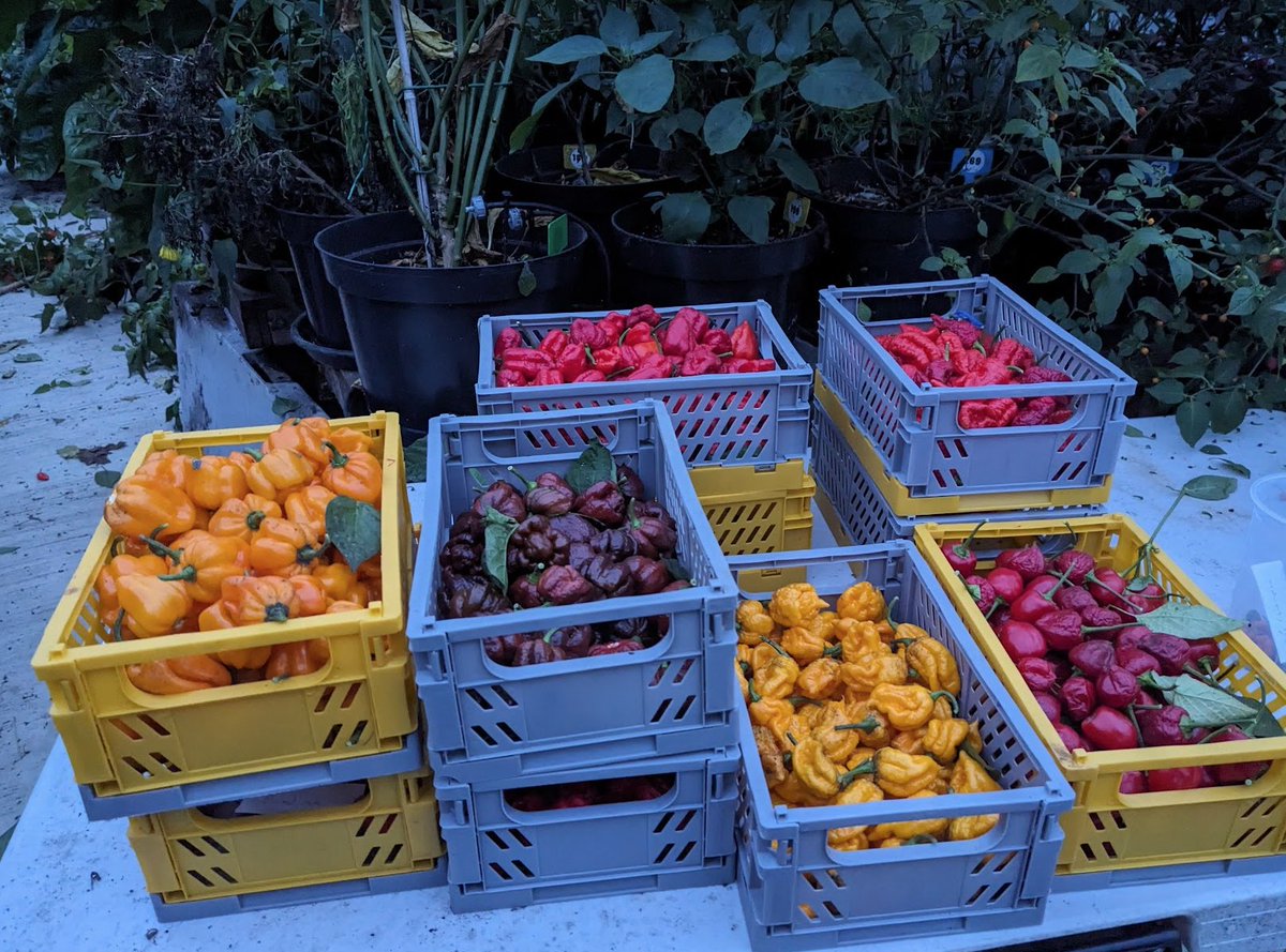 So cold out there! Fingers are frozen. I am still harvesting, this season has been terrible. Never harvested so late. Mostly hots and superhots getting picked right now. Got a bunch more to go still.