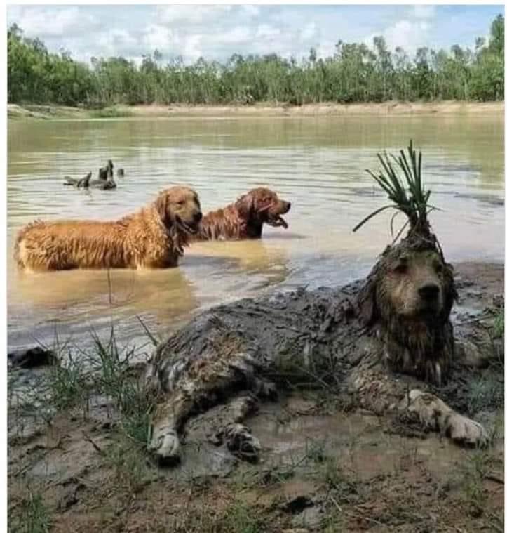 En el paseo de hoy, descubrimos una nueva especie de planta anfibia 🌱