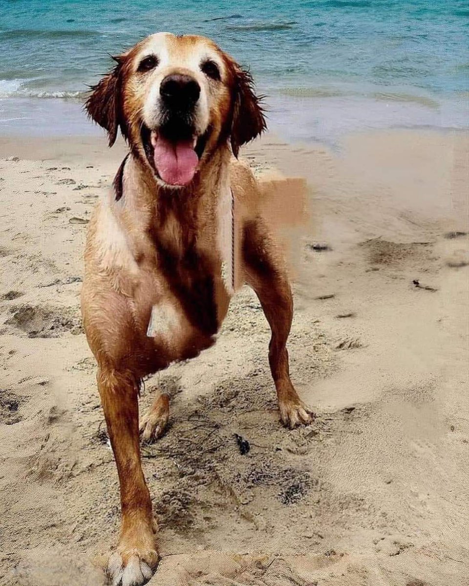 Bonjour 😘 je m'appelle Mijo, j'ai été adoptée après avoir séjourné 2 ans au refuge. Je suis heureuse avec ma nouvelle famille ❤️ félicitations 👏