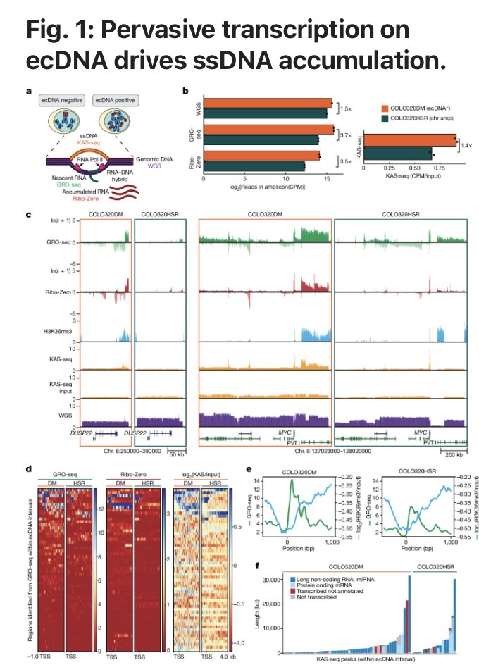 Steven Artandi, MD, PhD (@scidirector) on Twitter photo SCI members <a href="/HowardYChang/">Howard Chang</a>, <a href="/mischellab/">Mischel Lab</a>, and others found that blocking #CHK1 activity leads to death of #ecDNA containing tumor cells and tumor regression in mice with a gastric tumor driven by DNA circles. go.nature.com/3Cy7Blr SCI members <a href="/HowardYChang/">Howard Chang</a>, <a href="/mischellab/">Mischel Lab</a>, and others found that blocking #CHK1 activity leads to death of #ecDNA containing tumor cells and tumor regression in mice with a gastric tumor driven by DNA circles. go.nature.com/3Cy7Blr