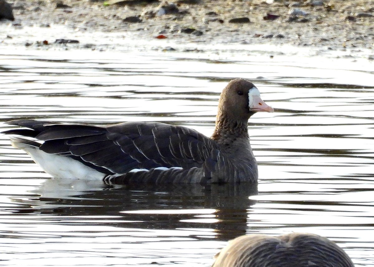 NeilSimms1's tweet image. White fronted goose among the Greylags at Scaling Dam today @teesbirds1  @teeswildlife @nybirdnews @DurhamBirdClub